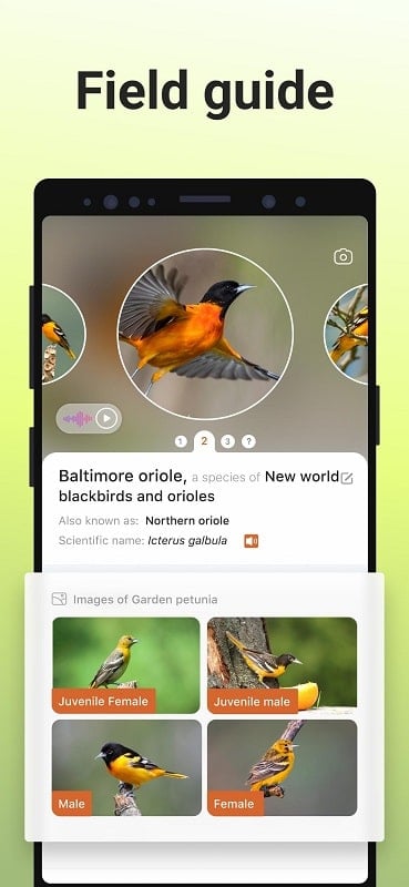 Picture Bird mod apk