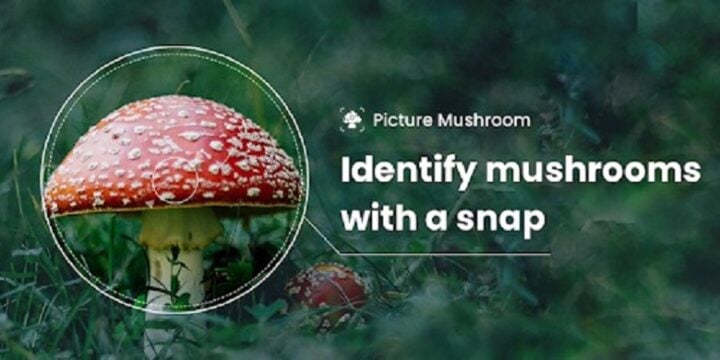 Picture Mushroom